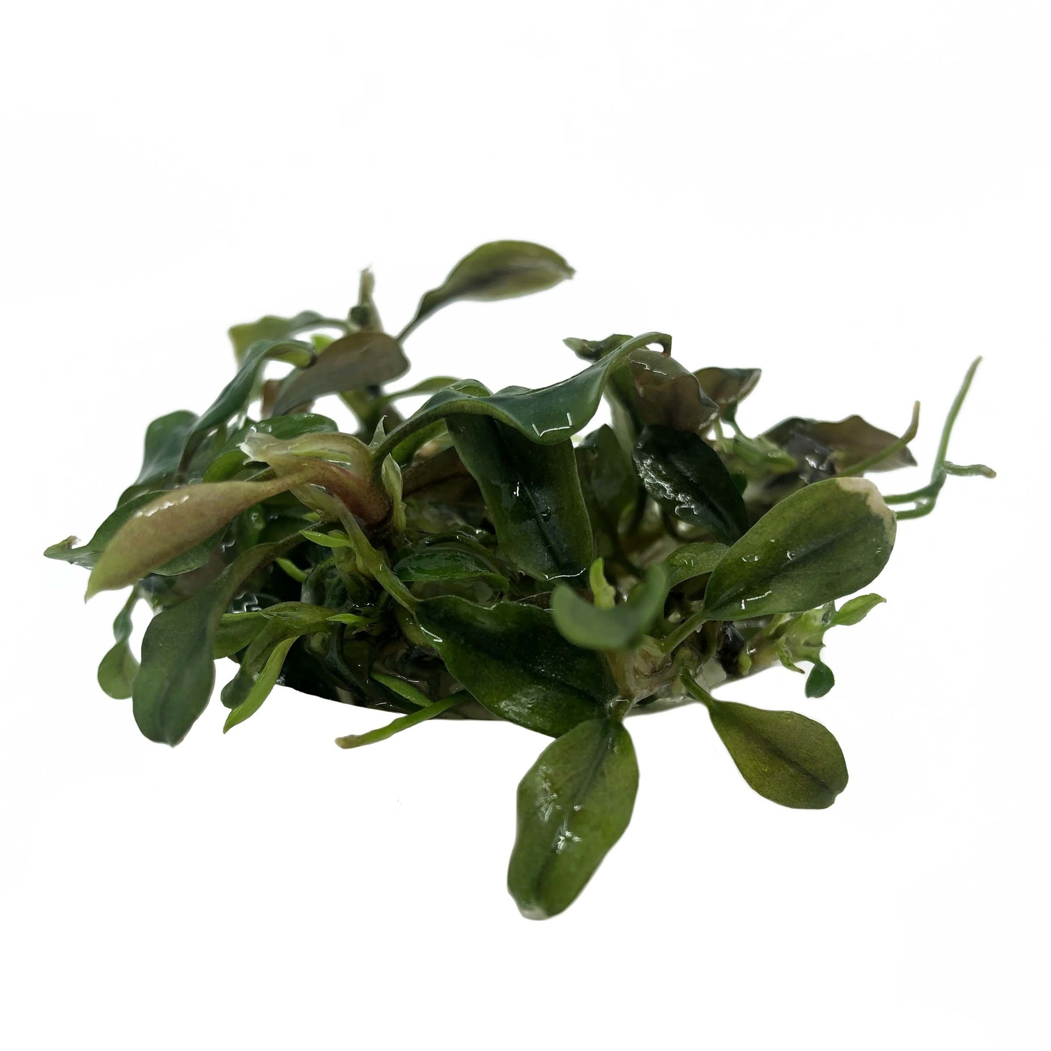 Waterplant Bucephalandra Deep Purple in vitro bakje