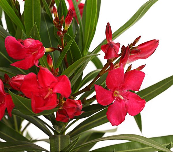 Oleander, Busch
