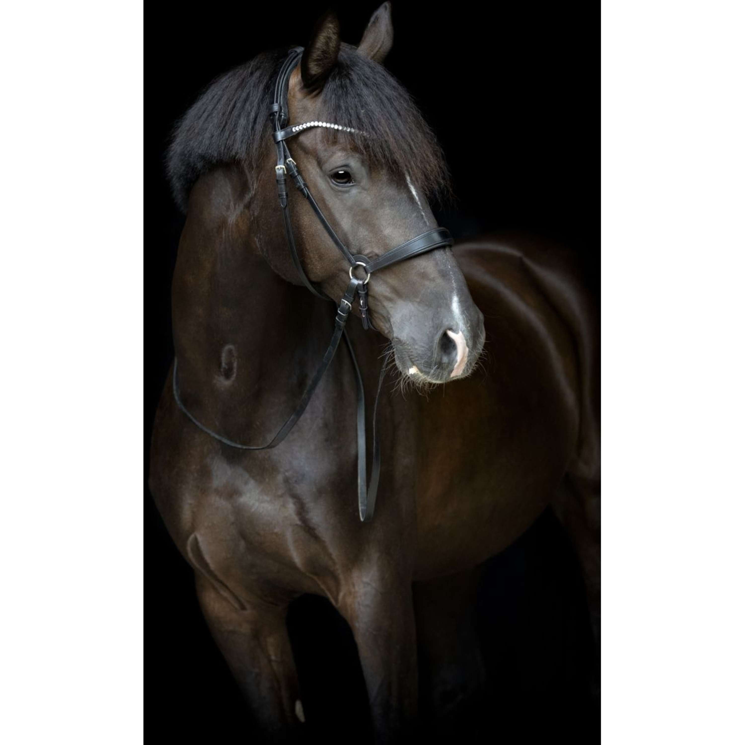 Catago Kinriem Gentle Bruin