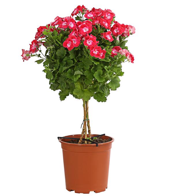 Edelgeranie, Stämmchen