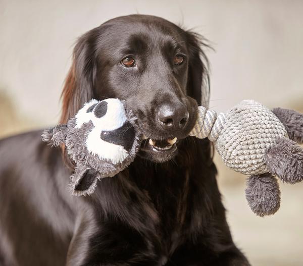 Dehner Lieblinge Hundespielzeug Racoon