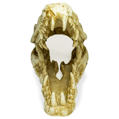 Lucky Reptile Terrariendekoration Deco Skull Krokodil