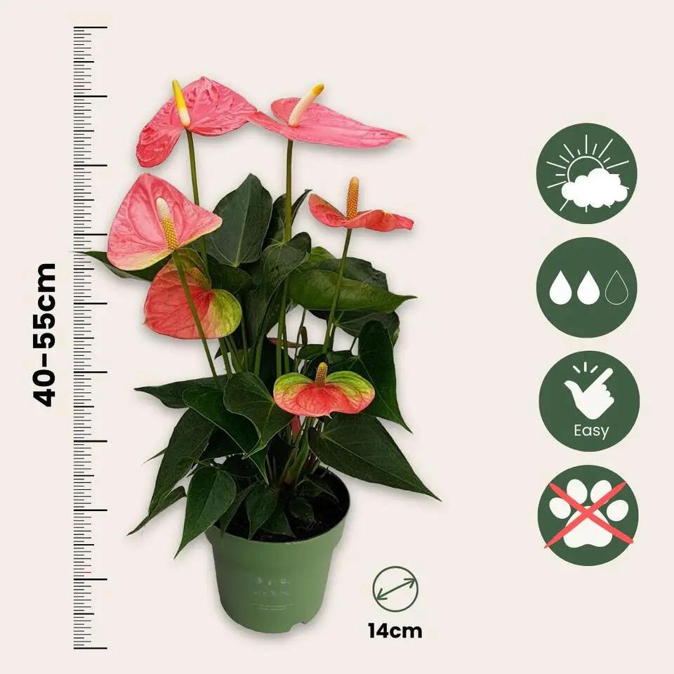 Flamingoplant - Anthurium 'Colorado Pink' - Hoogte 40-55cm - ø14cm