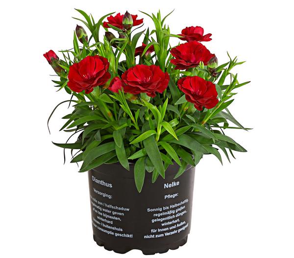 Garten-Nelke, verschiedene Farben