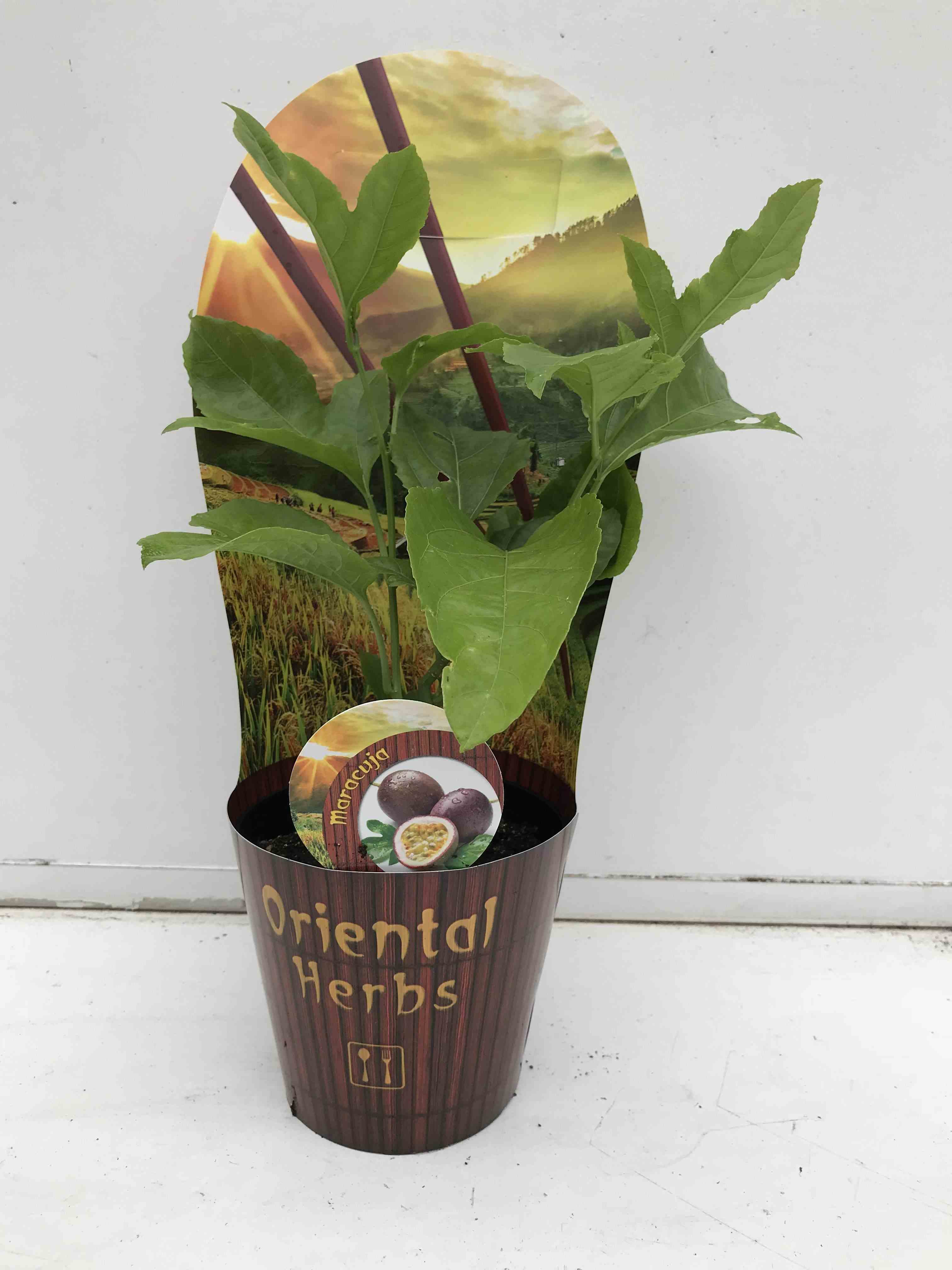 Passiflora ligularis (grenadelle, grenadille sucrée, grenadille douce) taille pot de 4l - 160/180cm