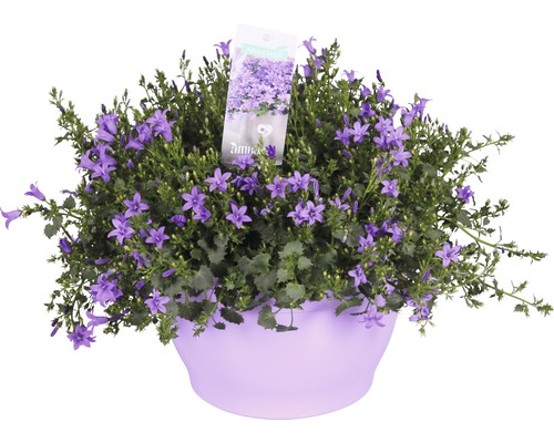 Klokje Floraself Campanula portenschlagiana 'Ambella Purple' Ø 25 cm pot