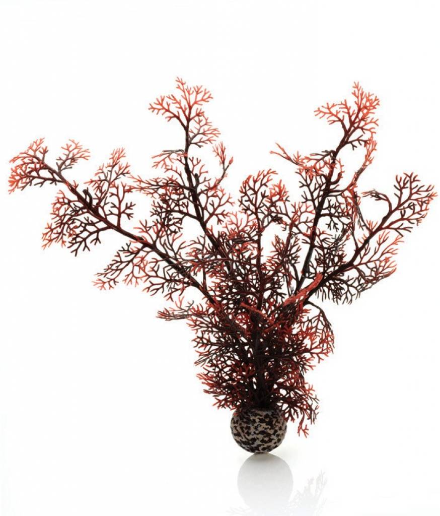 Sea fan crimson medium 30cm | decoratie biOrb