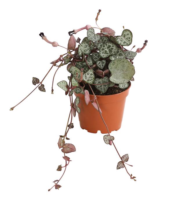 Leuchterblume - Ceropegia woodii, Ampel