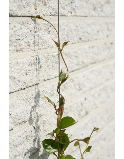 Nature Draadset Voor Klimplanten - Klim-En Geleide Artikel - 10 m Metaal Ø 1.8 Mm