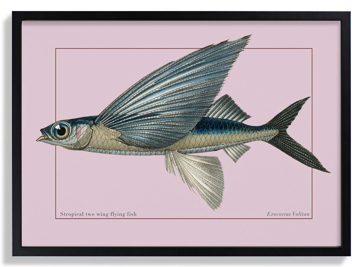 Fliegender Fisch