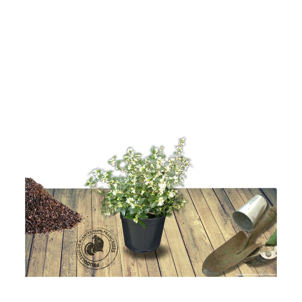 Osmanthe x burkwoodii/osmanthus x burkwoodii[-]pot de 3l - 40/60 cm