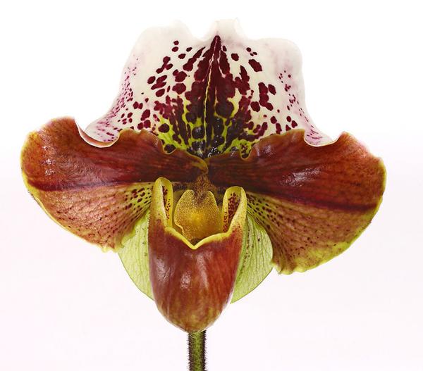 Frauenschuh - Paphiopedilum hybride,