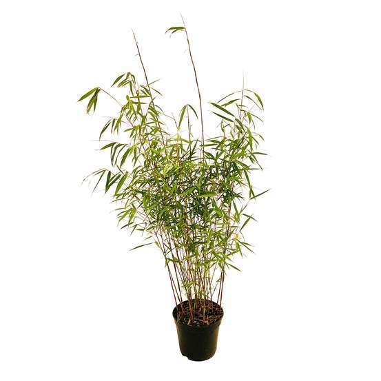 Bambou non-traçant fargesia scabrida 'Asian Wonder'- pot de 5L