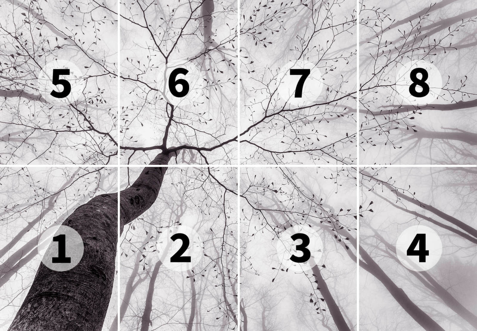 Fototapete DESIGNWALLS 2.0 - grau-weiß - Baum - 2,5 Meter
