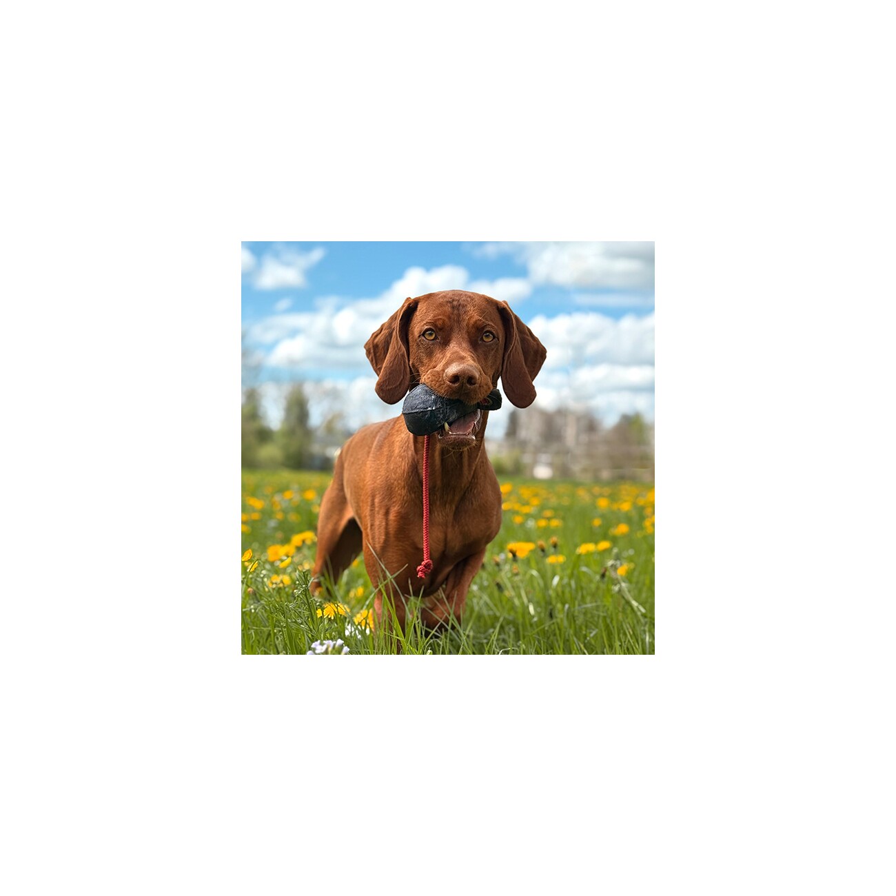 ROMNEYS Dummy Ball 150g grün