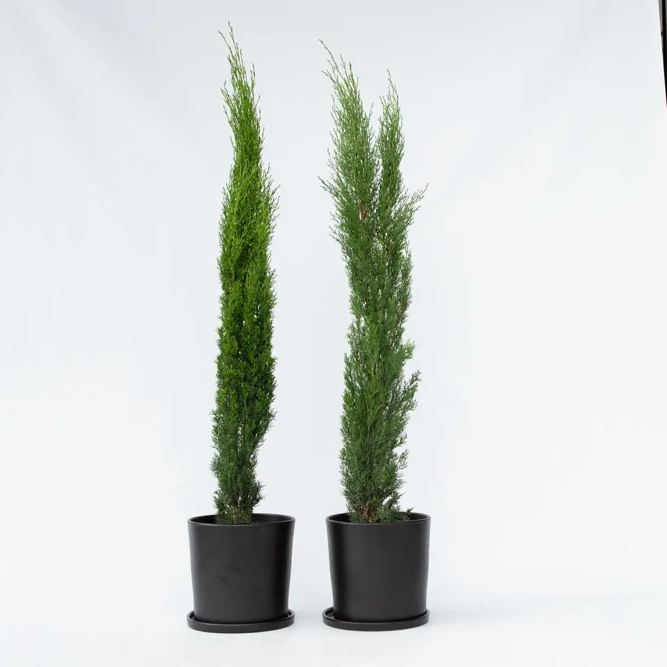Italiaanse cipres - Set van 2 - Cupressus sempervirens - Hoogte 70-80cm - ⌀19cm