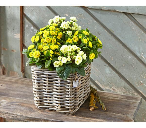 Van der Leeden Rattan-Topf, quadratisch,