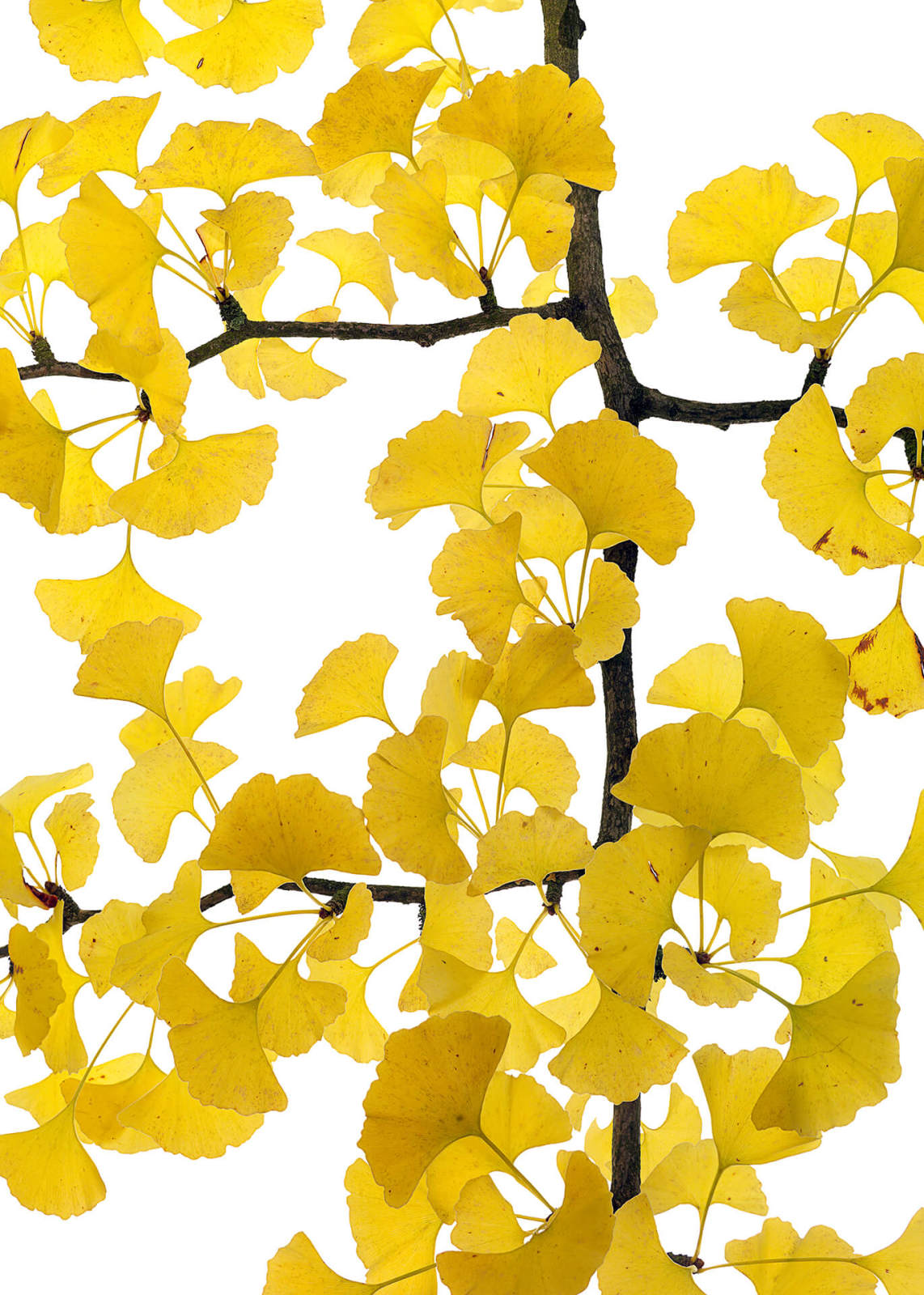 Leinwandbild GINKGO - gelb-braun - 50x70 cm