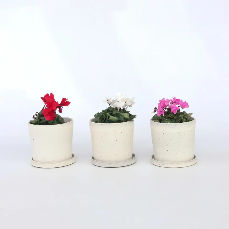 Perzisch cyclaam - Set van 3 - Cyclamen persicum - Hoogte 10-20cm - ⌀9cm