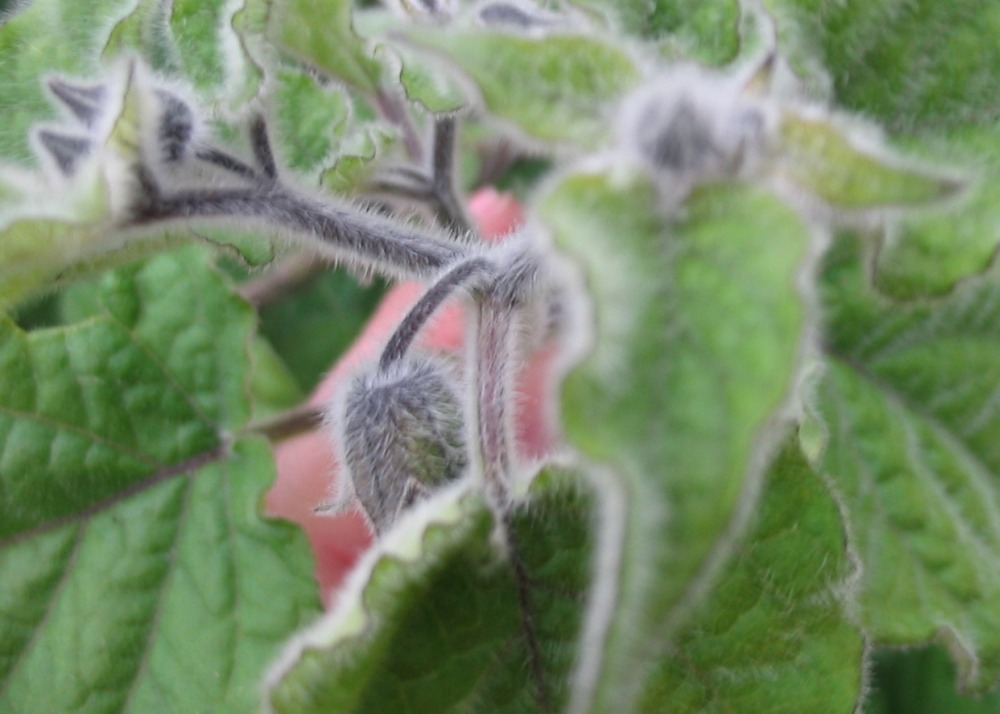 Coqueret du pérou - 100 graines - avec substrat - physalis peruviana