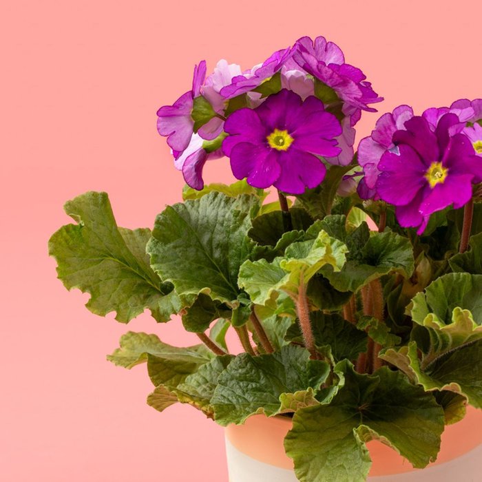 Primula plant | Incl. pot