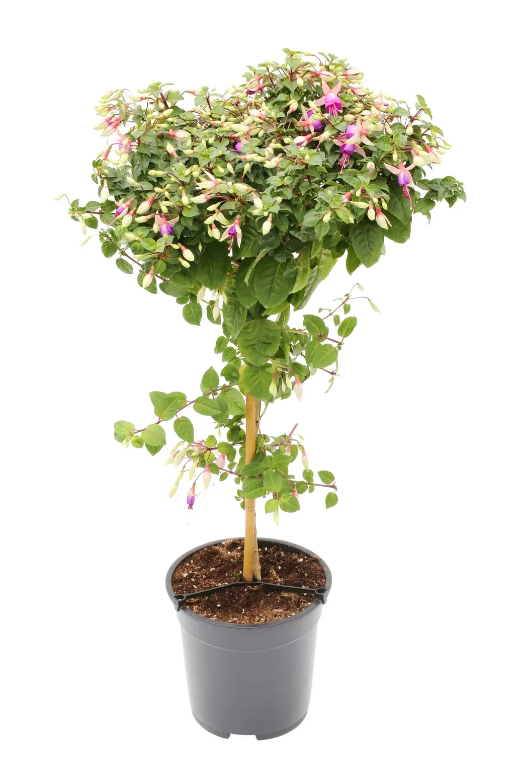 Fuchsia stem 19 cm Tåre Ø19 cm