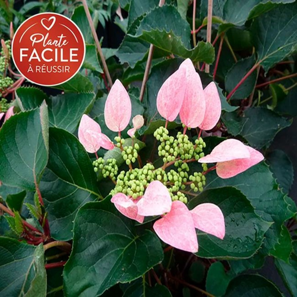 Schizophragma hydrangeoides 'roseum' - schizophragma hydrangeoides 3l