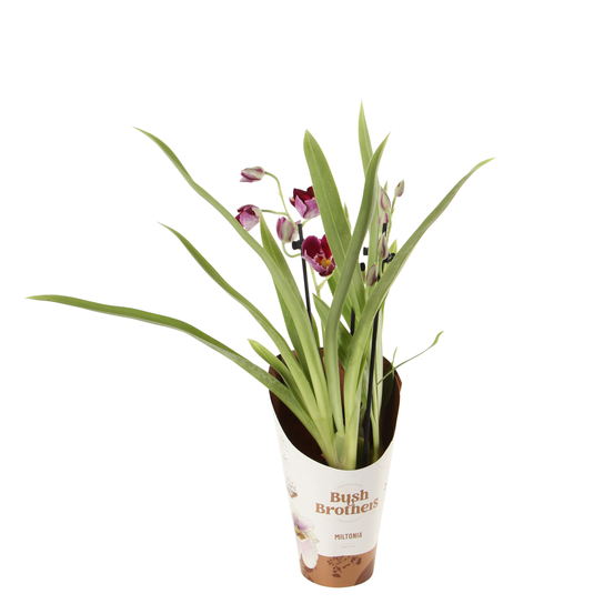 Orchidée Miltonia 2 tiges - pot D.12 cm