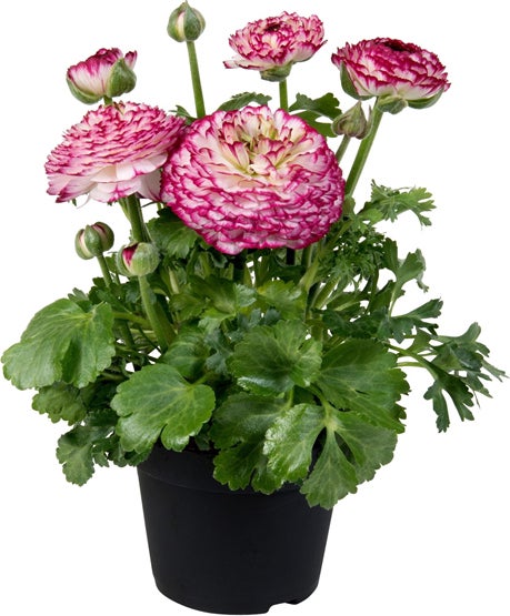 Ranonkel (Ranunculus 'Violet Bicolor') D 13 H 20 cm