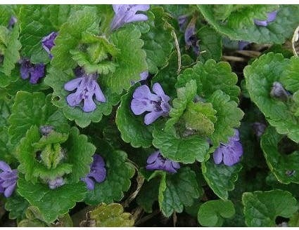 Hondsdraf (Glechoma hederacea) D 9 H 15 cm