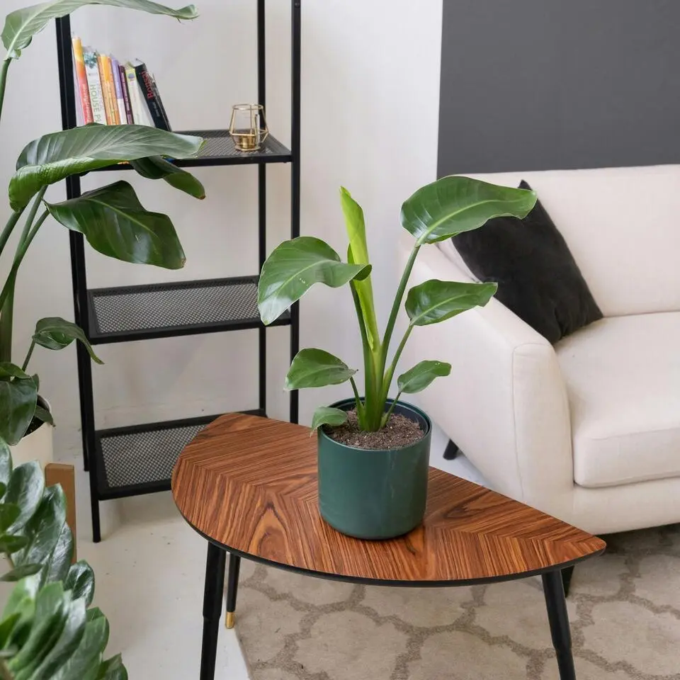 Paradijsvogelbloem - Strelitzia reginea - Hoogte 25-40cm - ⌀9cm
