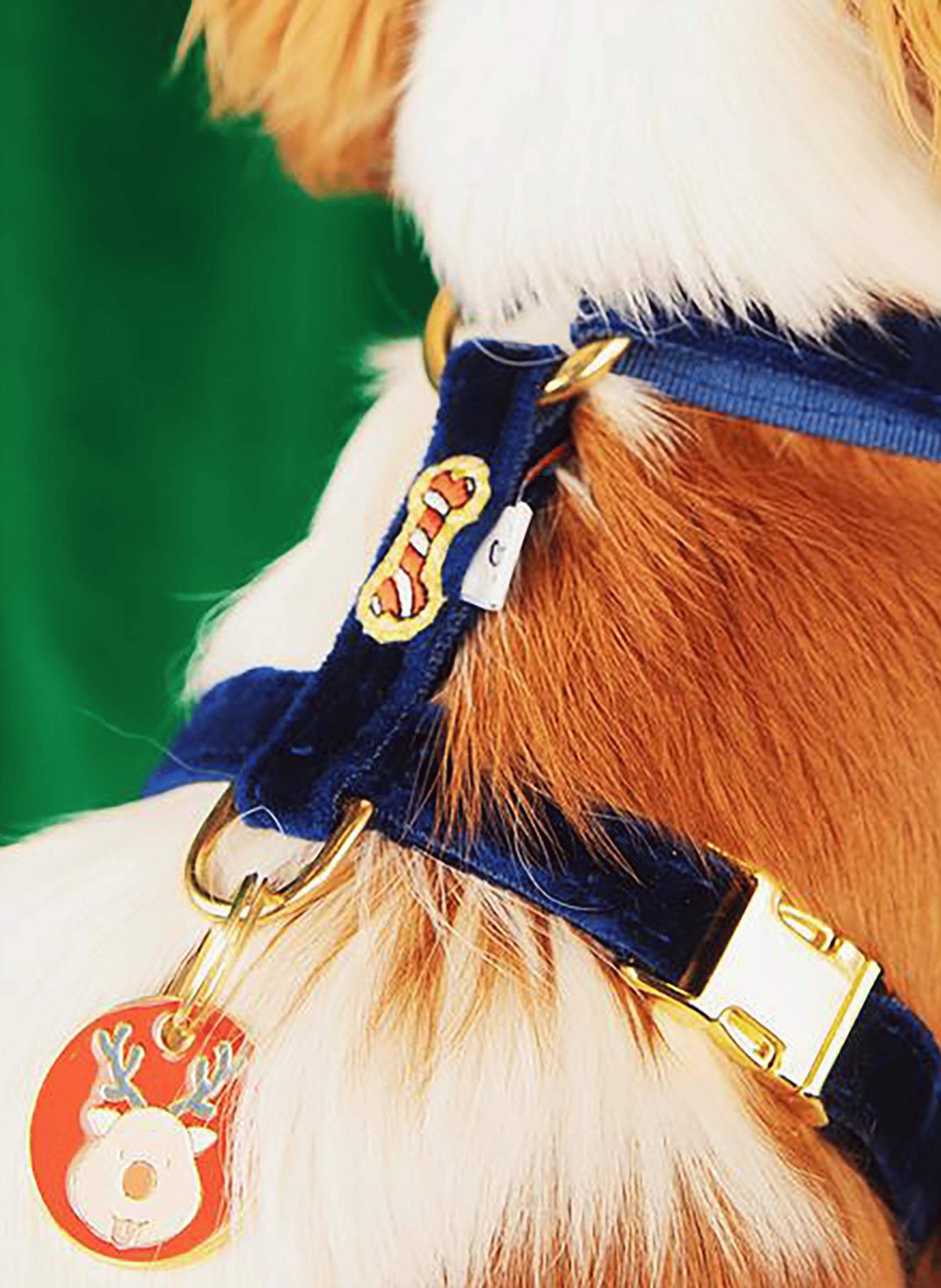 Harnais pour chien en velours | Bleu