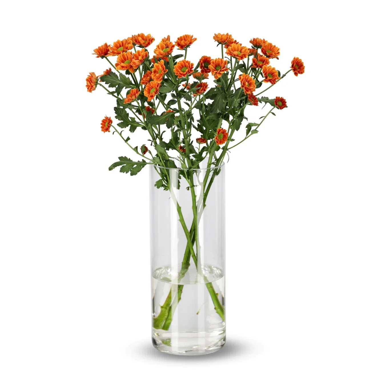 Krysantemum 4pk Høyde 50 cm