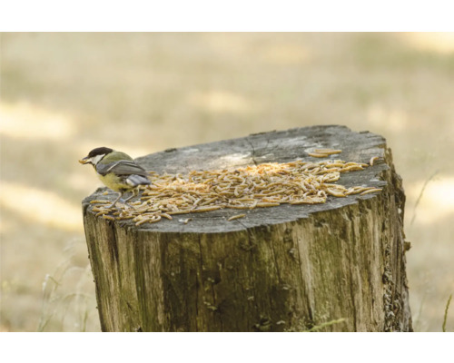 CJ Wildlife wild vogelvoer, calciumwormen, zwarte soldatenvlieg, 1 kg, all-season vogelvoer