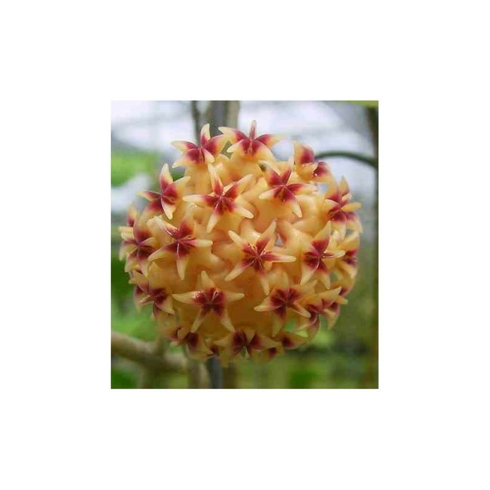 Hoya rintzii (fleur de porcelaine, fleur de cire) - taille pot de 2 litres - 20/40 cm