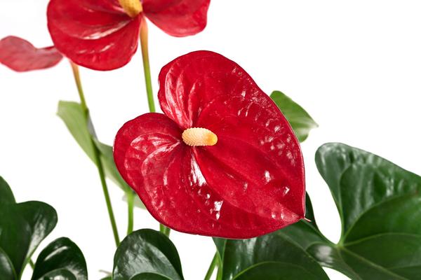 Flamingoblume - Anthurium andreanum,