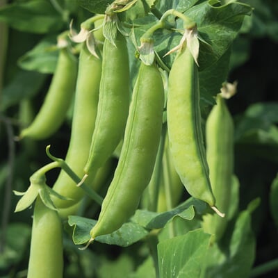 Gemüsesamen Gartengemüse Alte Landsorten