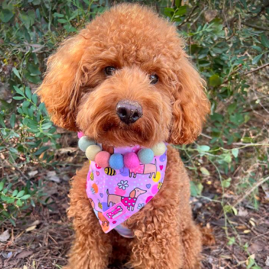 Conjunto de bandana e elástico de cabelo - Bee Happy Dachshunds