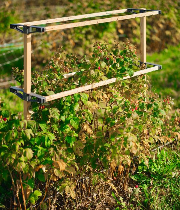 Gusta Garden Beeren-Rankhilfe Berry Buddy, ca.