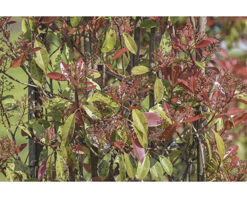 Photinia x fraseri (FloraSelf) in diverse soorten, trellis, H110 x B50 cm, 18L pot, willekeurige soortselectie