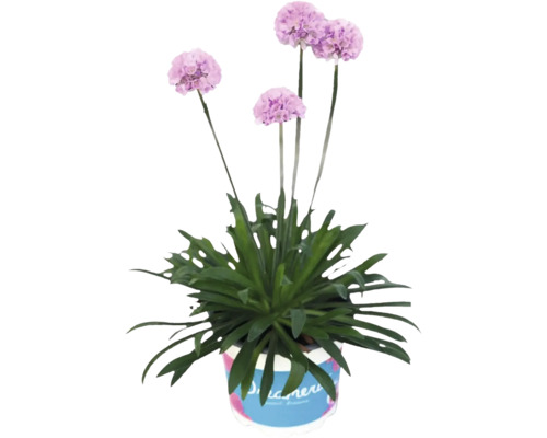 Breedbladige anjer Dreameria 'Sweet Dreams' FloraSelf D 12 cm