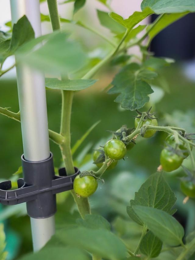 Tomaten Starter-Set für Balkon und Garten