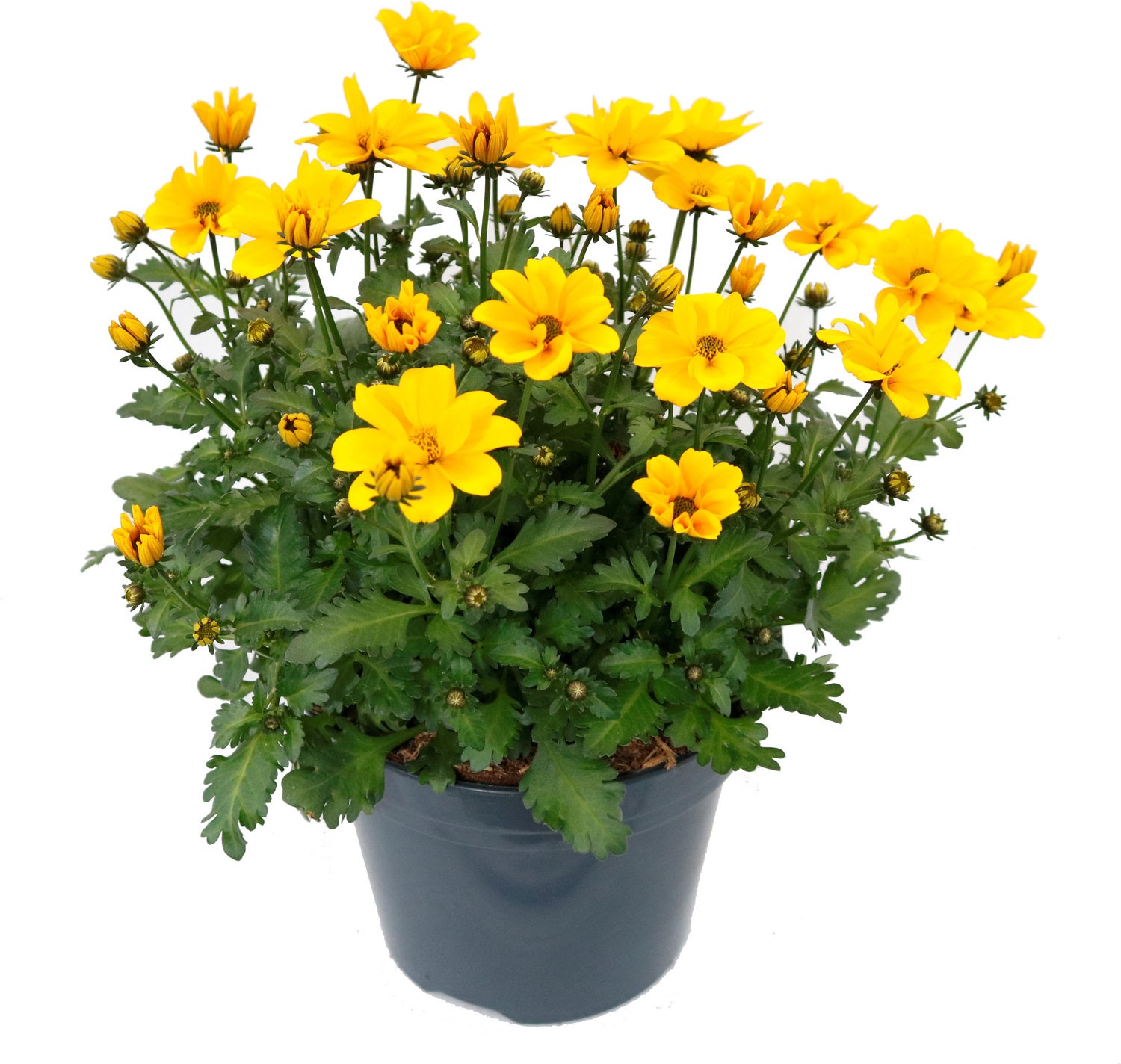 Tandzaad (Bidens Solaire Compact) D 17 H 20 cm