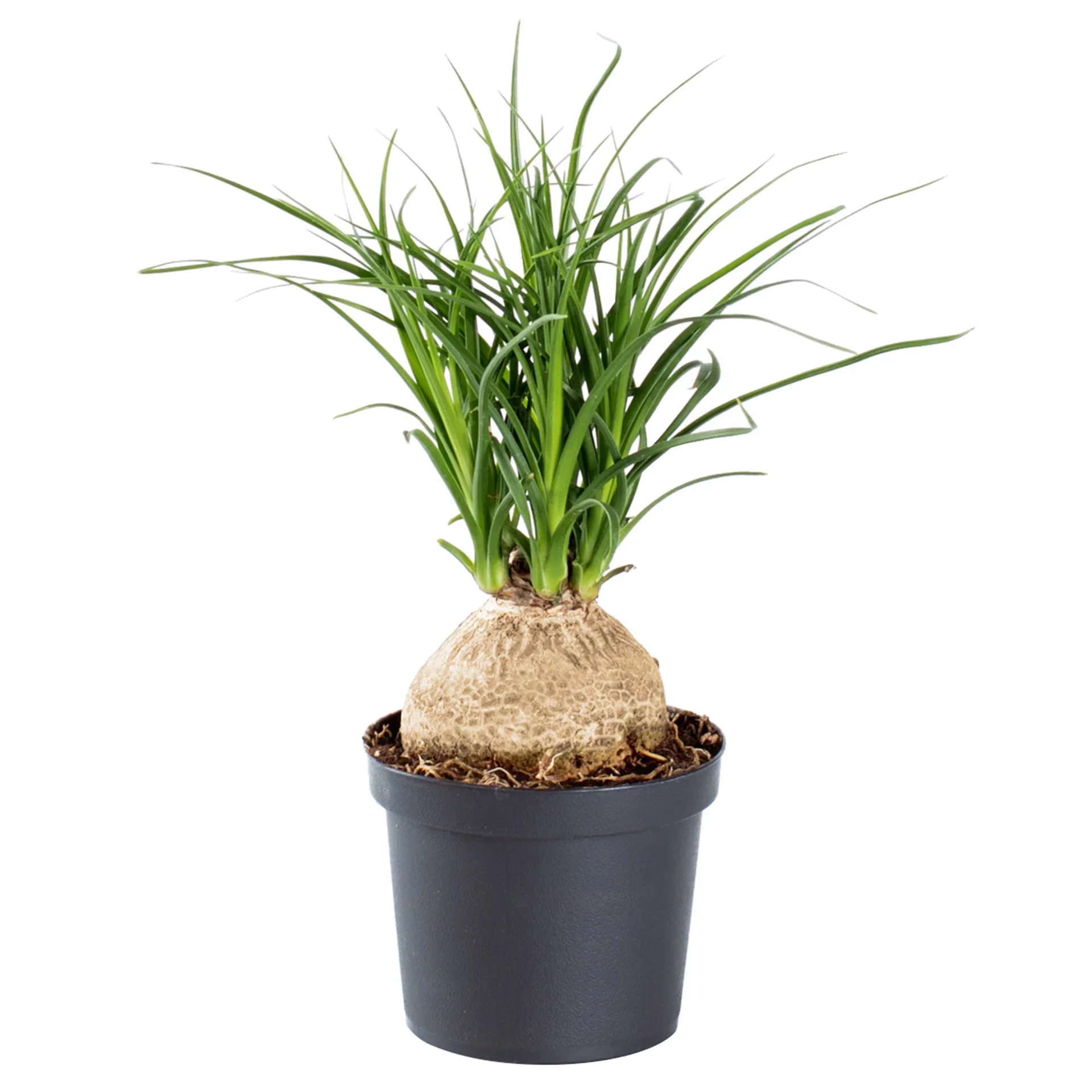 Beaucarnea recurvata Elefantfot Høyde 20 cm