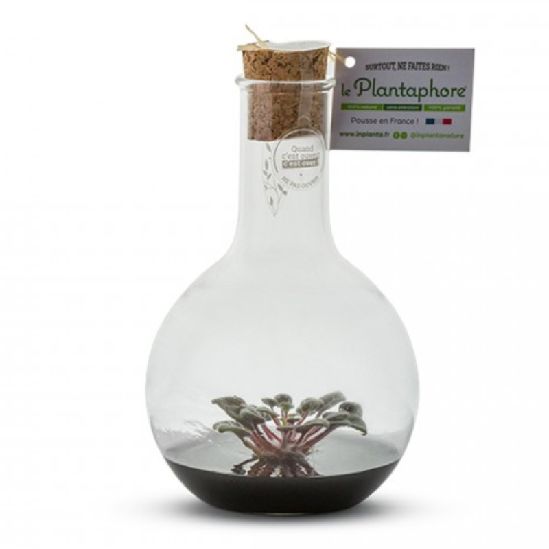 Plantaphore st paulia noir 500 ml