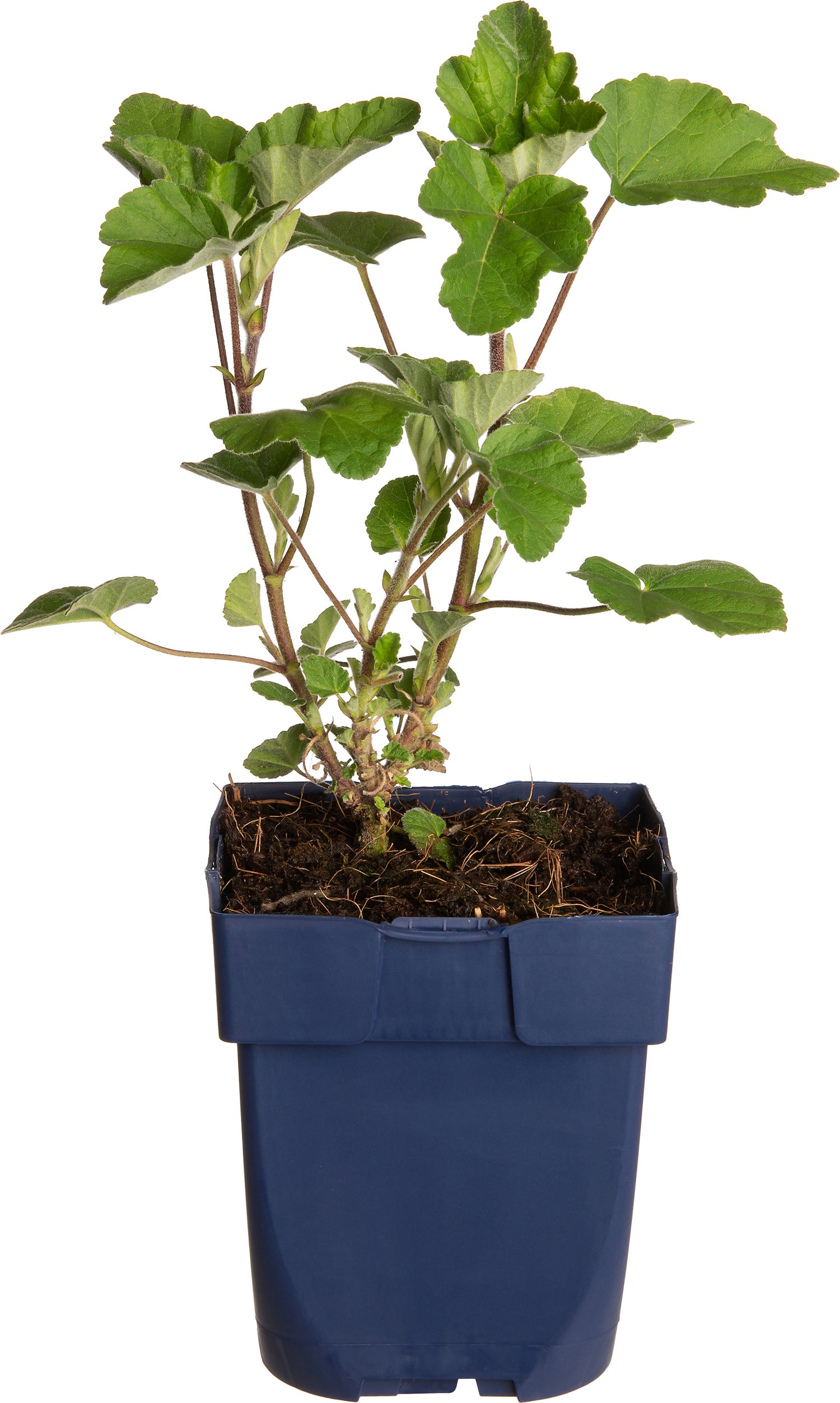 Struikmalva (Lavatera 'Baby Barnsley') D 11 H 100 cm