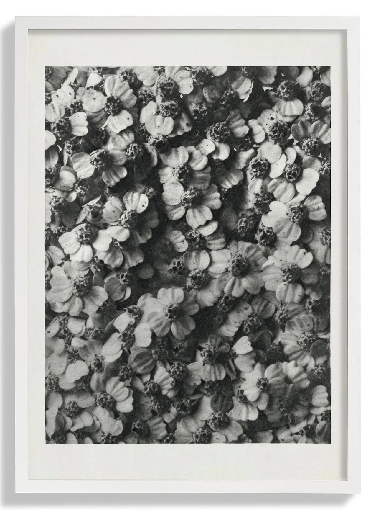 Karl Blossfeldt Photogravüre Nr 68