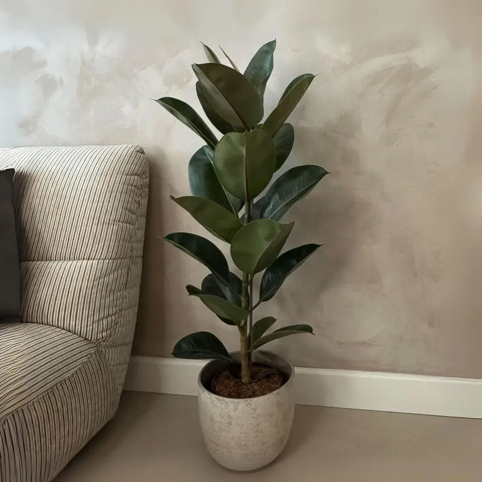 Rubberplant - Ficus Elastica 'Robusta' - Hoogte 75-100cm - ⌀24cm