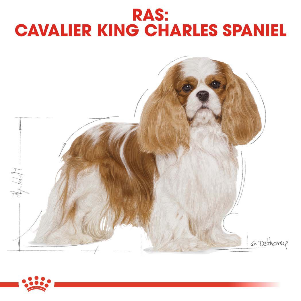 Royal Canin Cavalier King Charles  Adult - Hondenvoer - 3 Kilogram - gevogelte