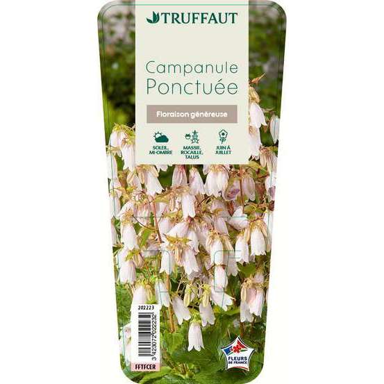 Campanule ponctuée : godet vert